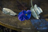 Filename=BlommaFatBlad.jpg
Filesize=182KB
Dimensions=567x377
Date added=May 03, 2006 BlommaFatBlad.jpg