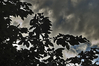 Filename=himmel3.jpg
Filesize=166KB
Dimensions=567x377
Date added=Sep 04, 2006 himmel3.jpg