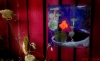 Filename=flowerpower.jpg
Filesize=224KB
Dimensions=567x351
Date added=Aug 19, 2009 flowerpower.jpg